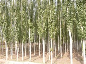 新疆杨绿化造林