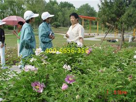 哈尔滨植物园工作人员向中川牡丹产业集团董事长请教牡丹习性