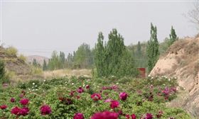 来自游客的投稿丨中川牡丹园一日游记，游中川牡丹，赏千亩花开