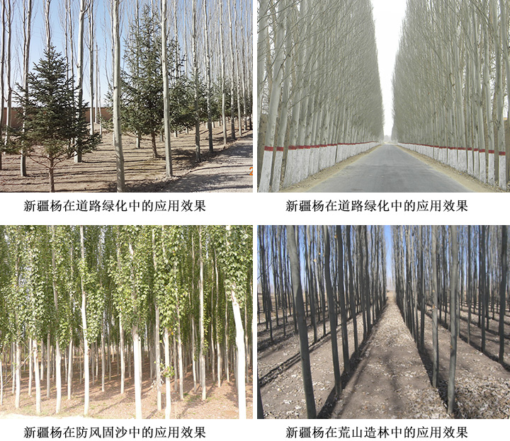 新疆杨在道路绿化中的效果