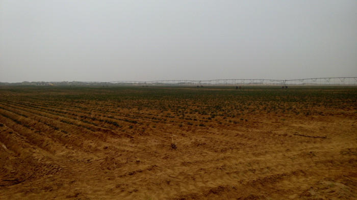 油用牡丹高效农业种植示范园区