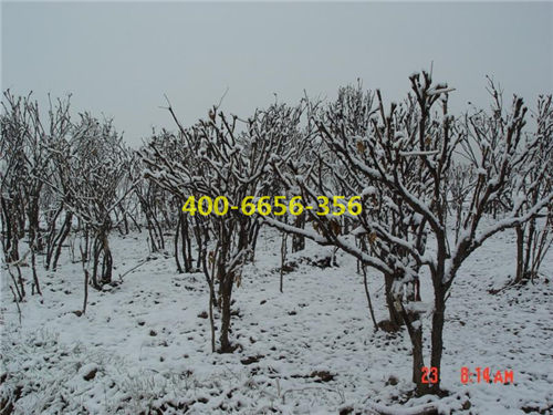 冰天雪地中的中川树牡丹