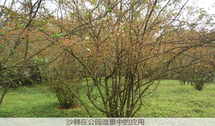 中川沙棘树