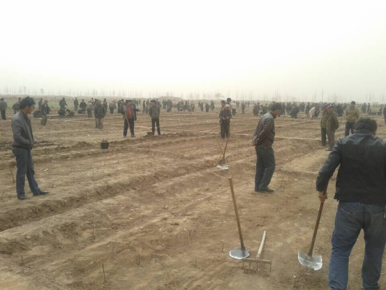 新疆喀什巴油用牡丹基地建设