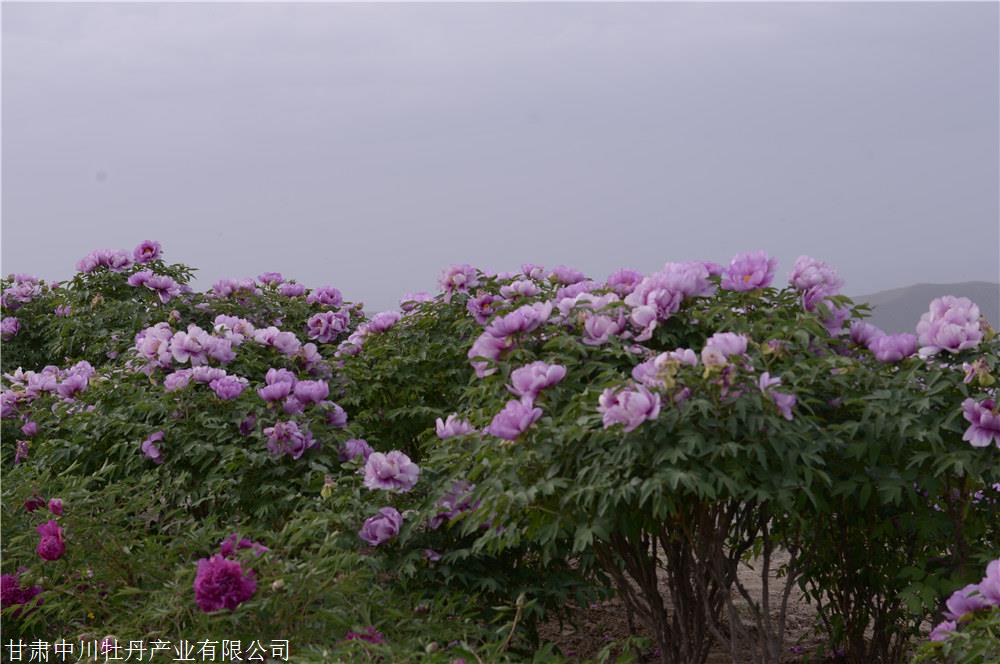 中川牡丹|春季移栽树牡丹（紫斑牡丹）要采取哪些措施？