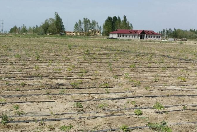 甘肃油用牡丹和大枣套种,在新疆乌苏喜获成功